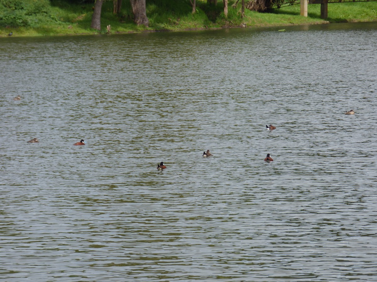Andean Duck - ML643790332