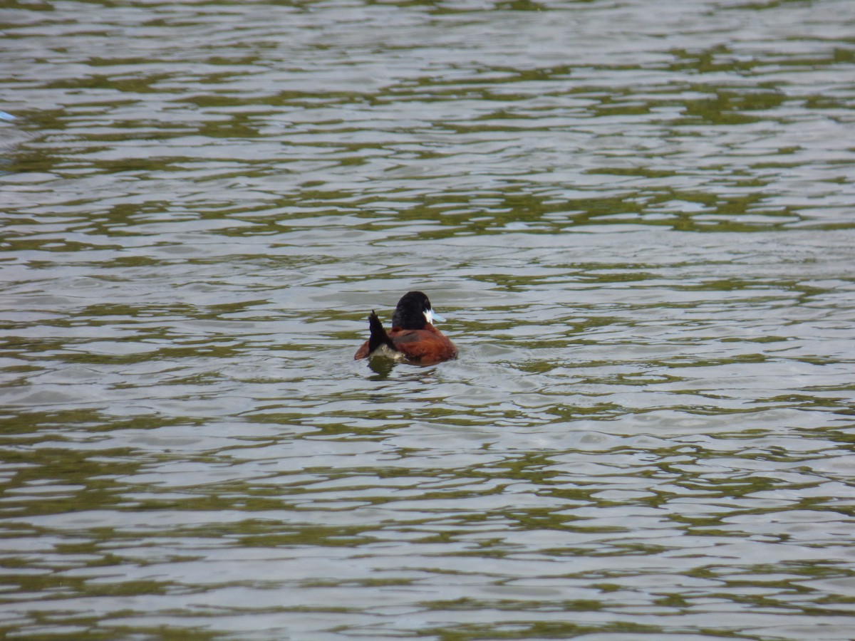 Andean Duck - ML643790333