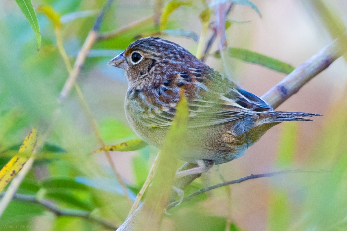 Grasshopper Sparrow - ML643790336