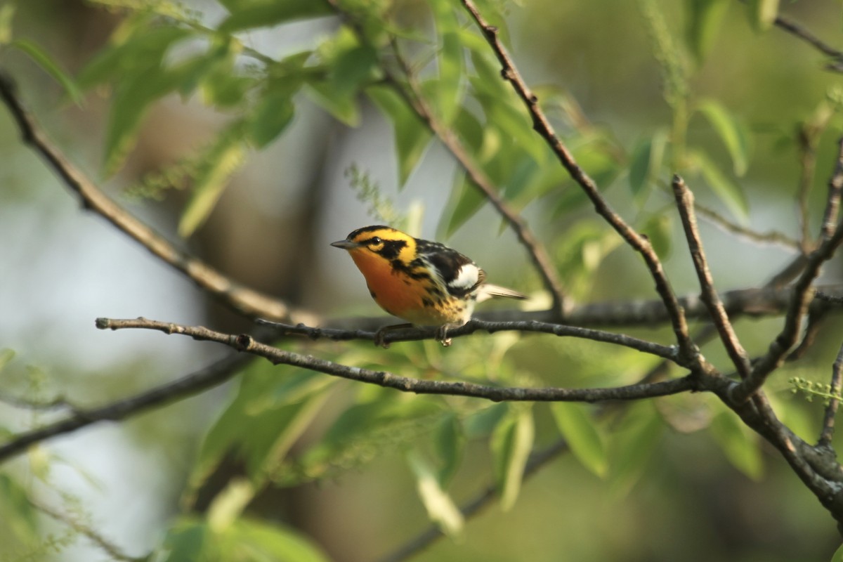 Blackburnian Warbler - ML643790338
