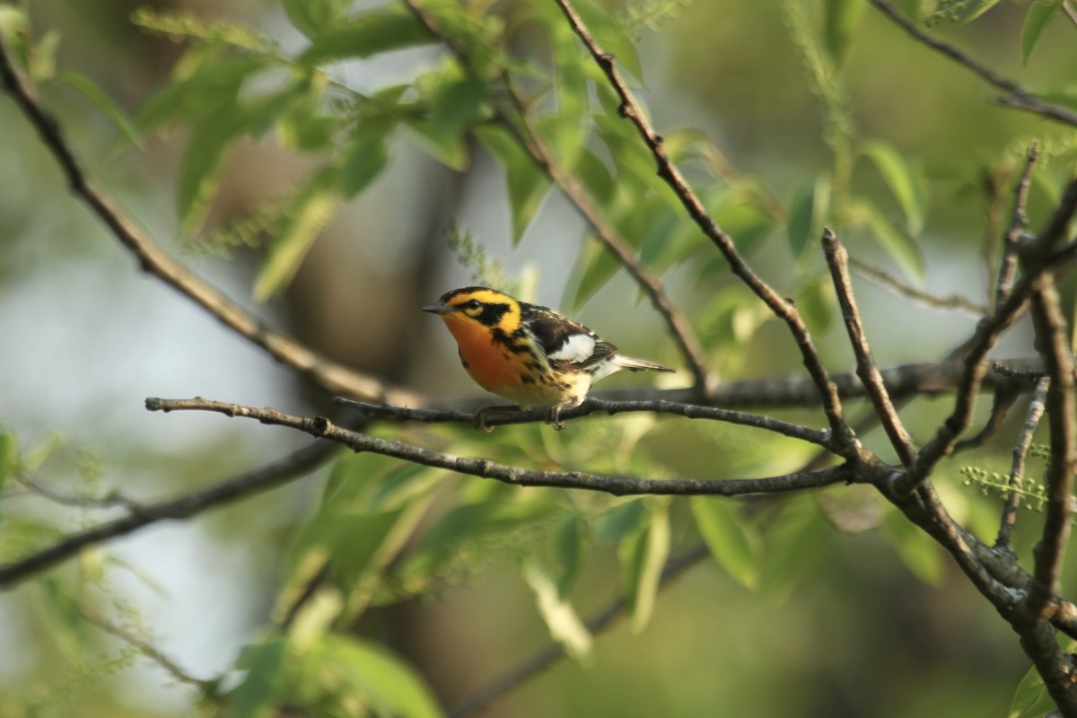 Blackburnian Warbler - ML643790339
