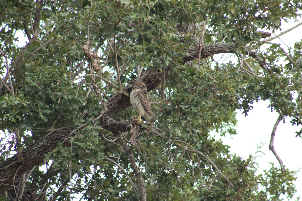 Red-shouldered Hawk (lineatus Group) - ML643790341