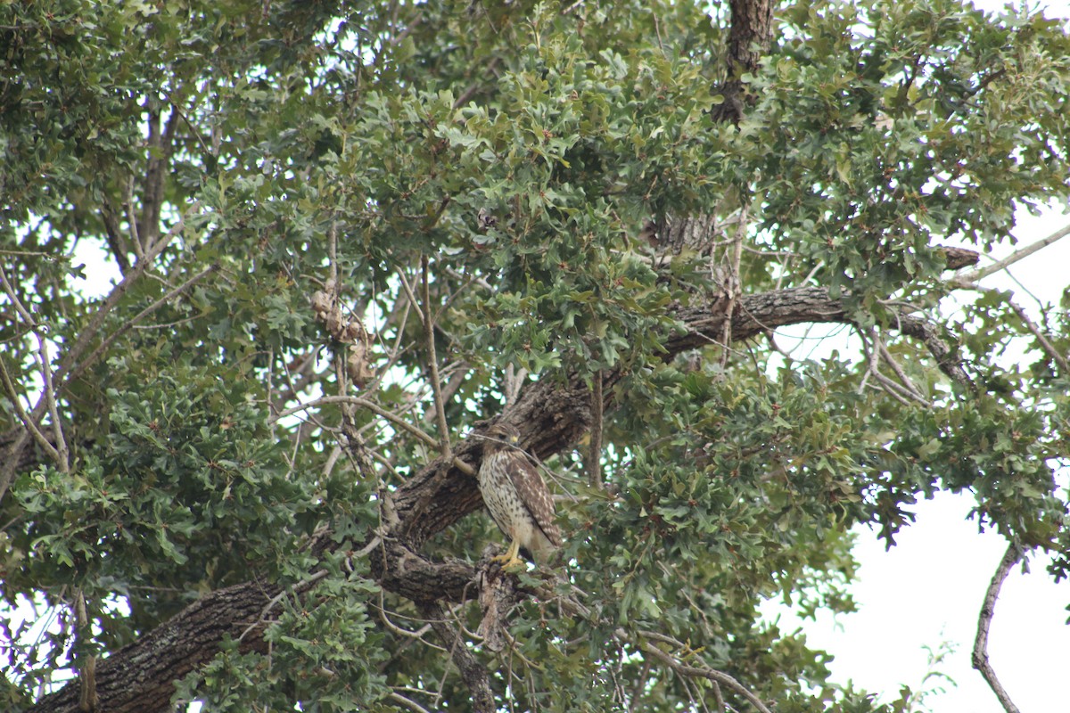Red-shouldered Hawk (lineatus Group) - ML643790342