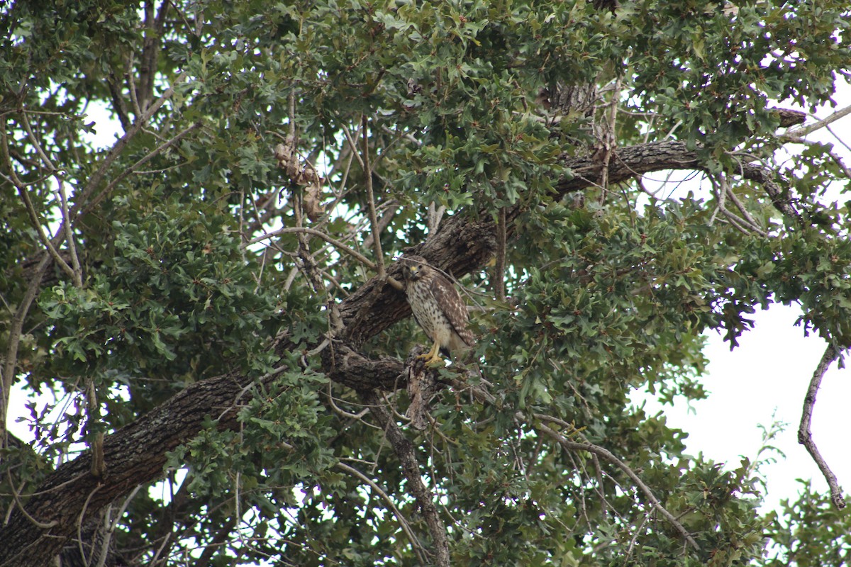 Red-shouldered Hawk (lineatus Group) - ML643790343