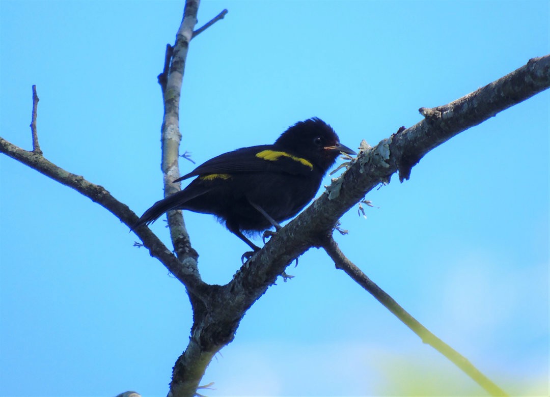 Golden-winged Cacique - ML643790344