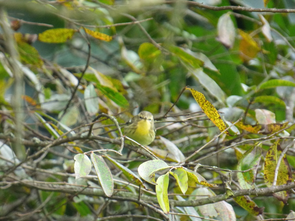 Blackburnian Warbler - ML643790362