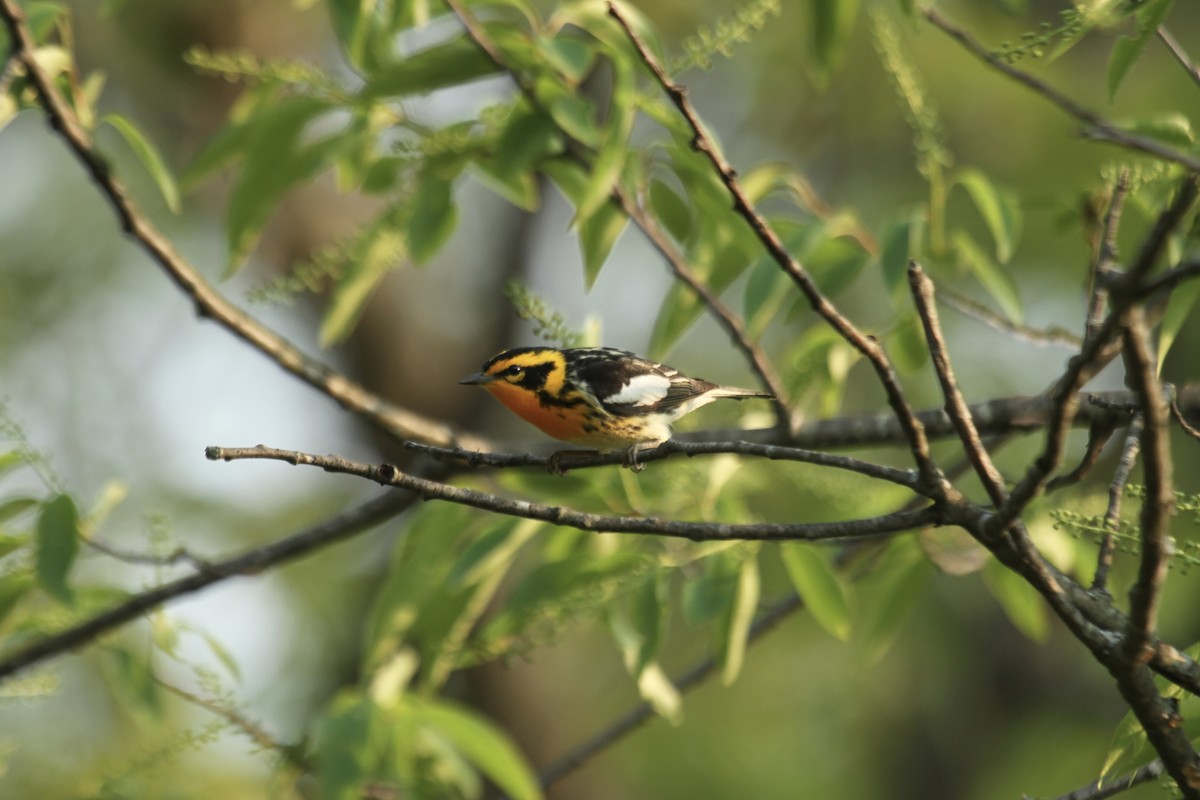 Blackburnian Warbler - ML643790367