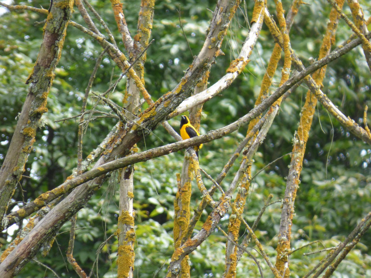 Yellow-backed Oriole - ML643790378