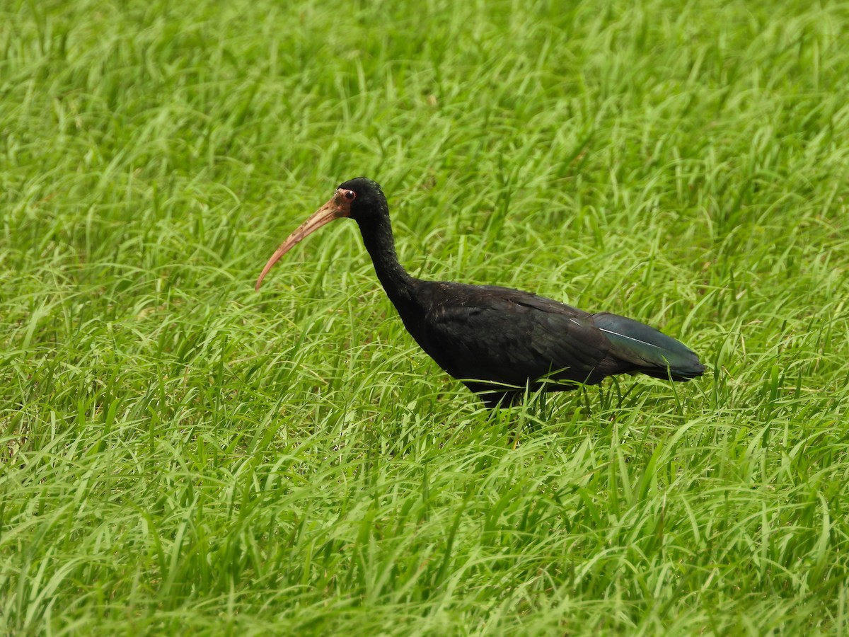 Ibis Afeitado - ML643790379