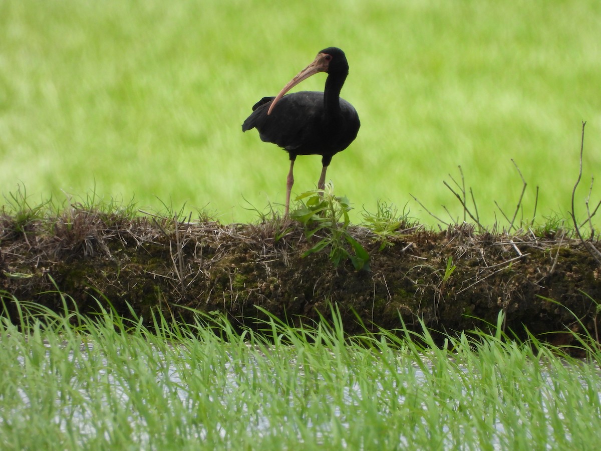 Ibis Afeitado - ML643790381