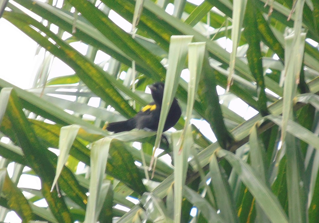 Golden-winged Cacique - ML643790387