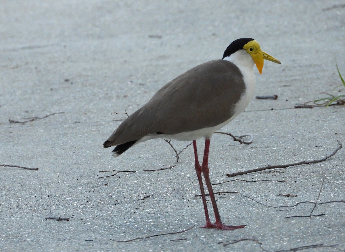 Masked Lapwing - ML643790396