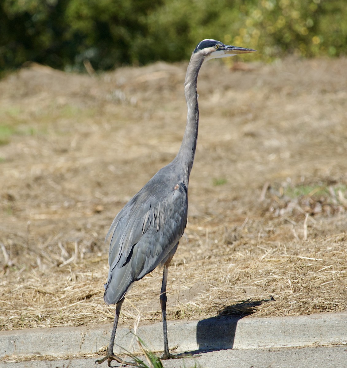 Great Blue Heron - ML643790408