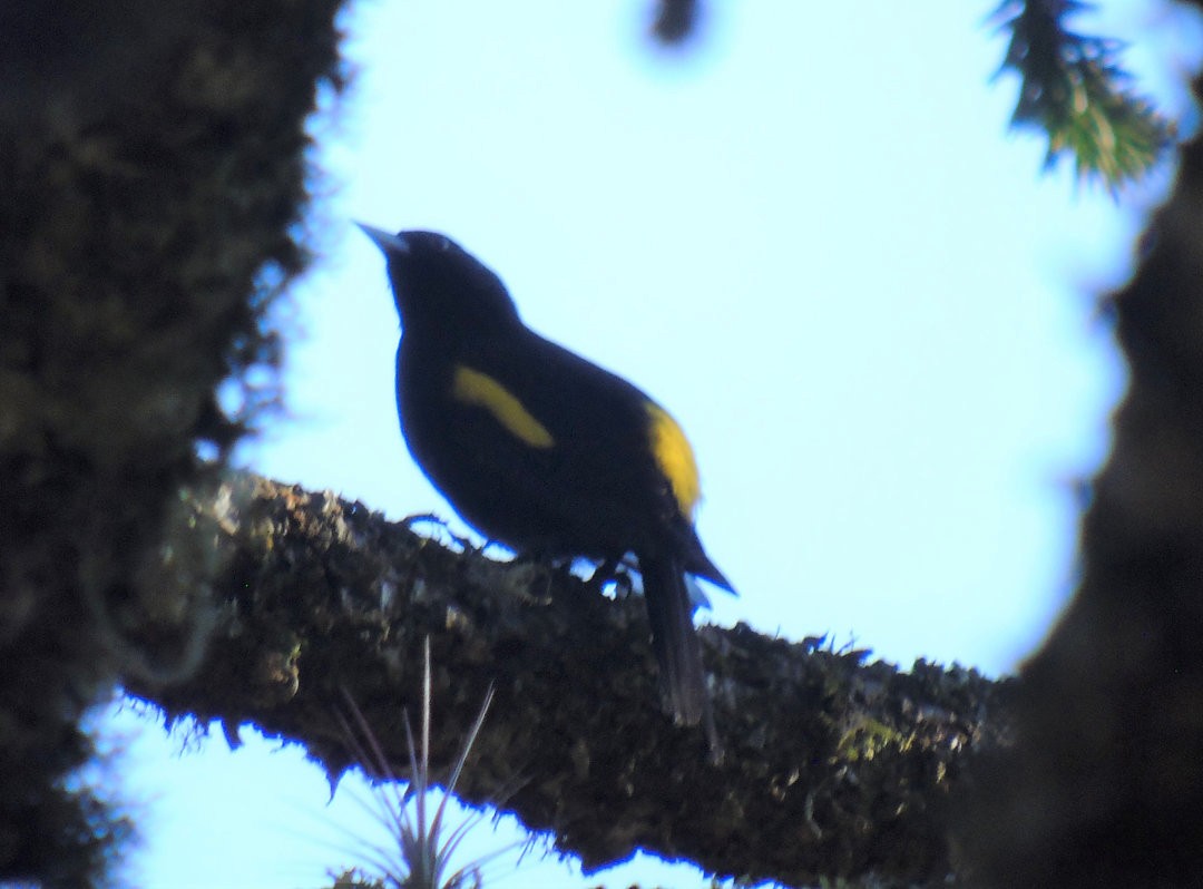 Golden-winged Cacique - ML643790409