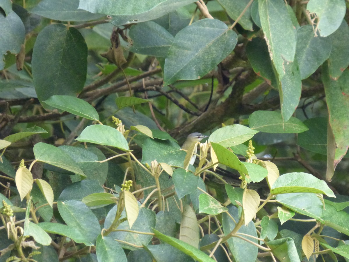 Vireo occhirossi - ML643790419