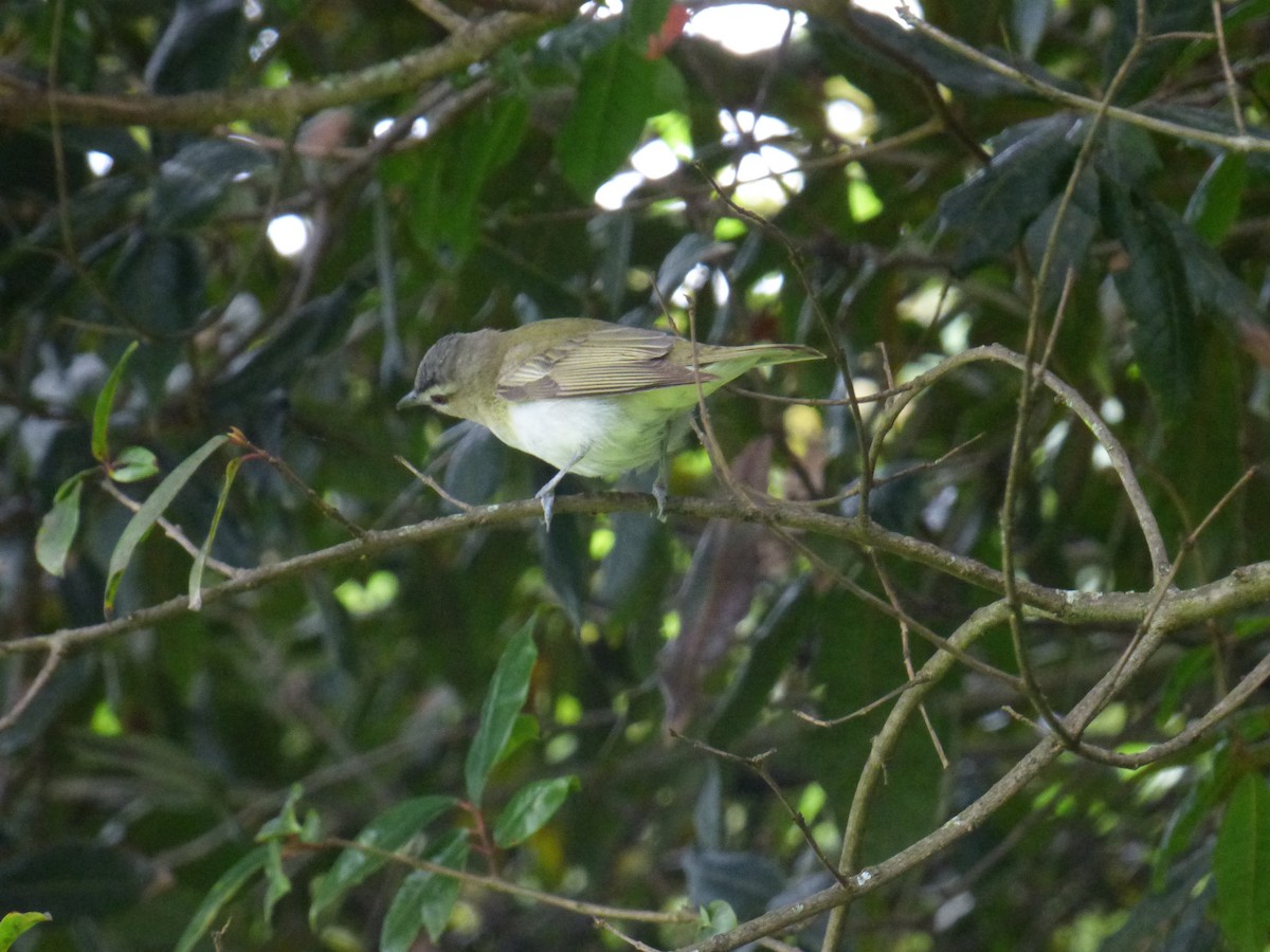 Vireo occhirossi - ML643790420