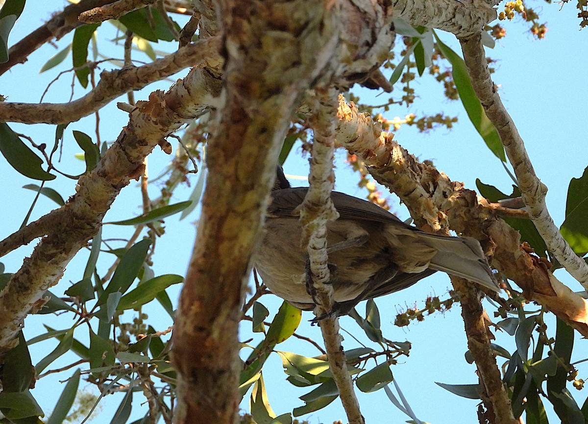 Helmeted Friarbird - ML643790435