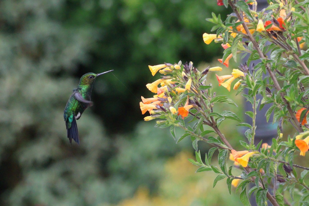 Glowing Puffleg - ML643790441