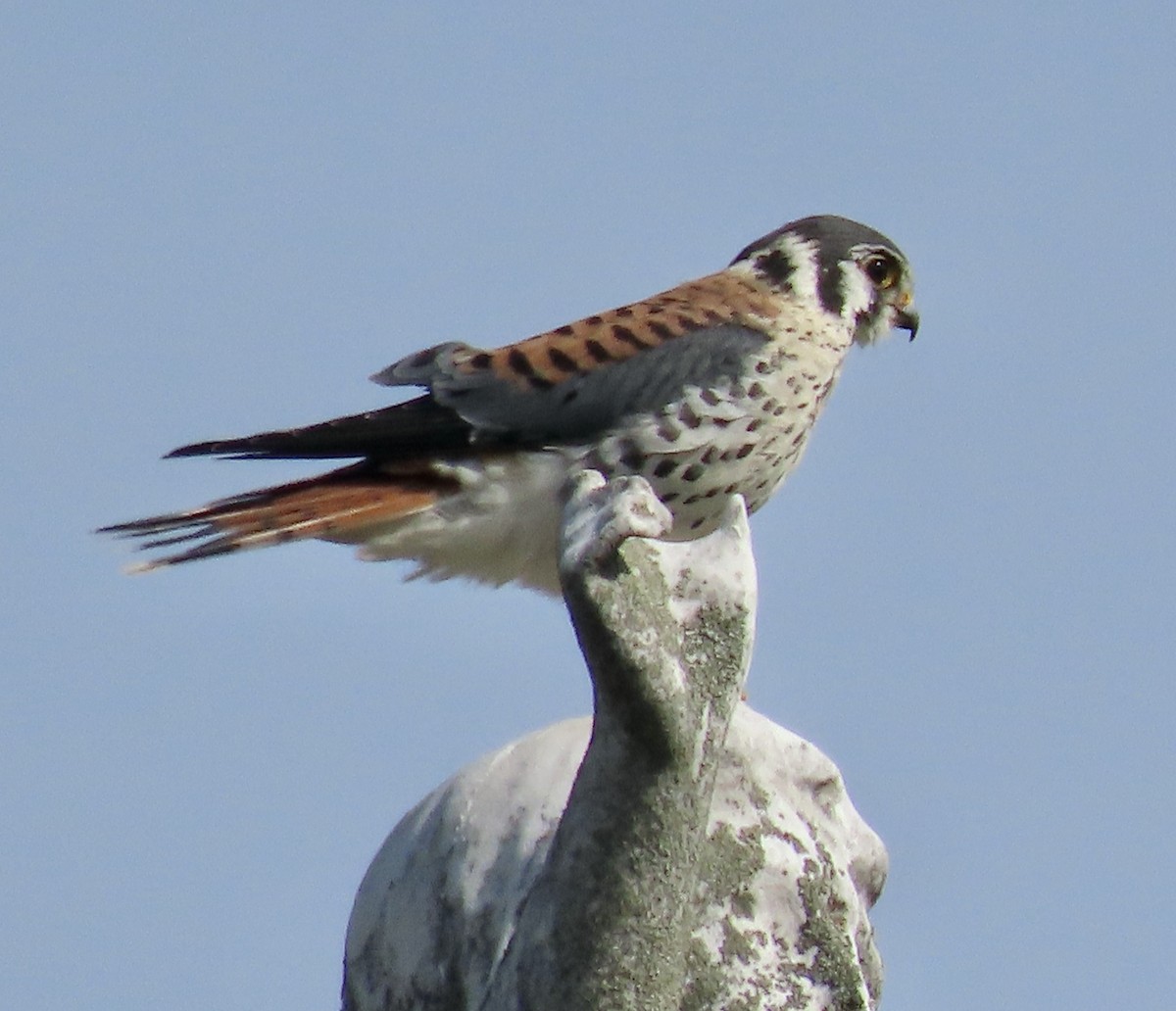 American Kestrel - ML643790448