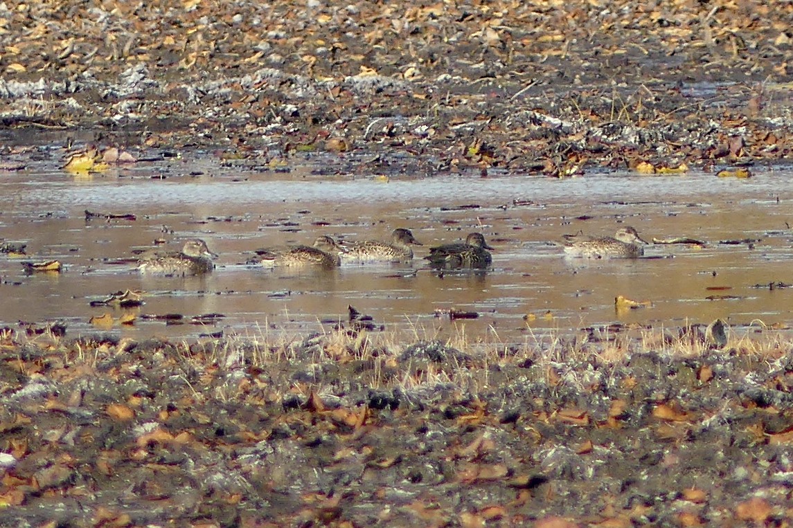 Cerceta Común - ML643790457