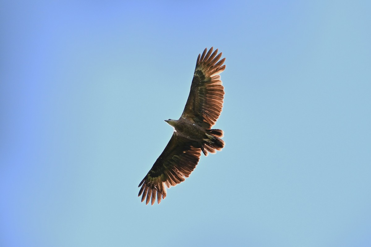 Sanford's Sea-Eagle - ML643790458