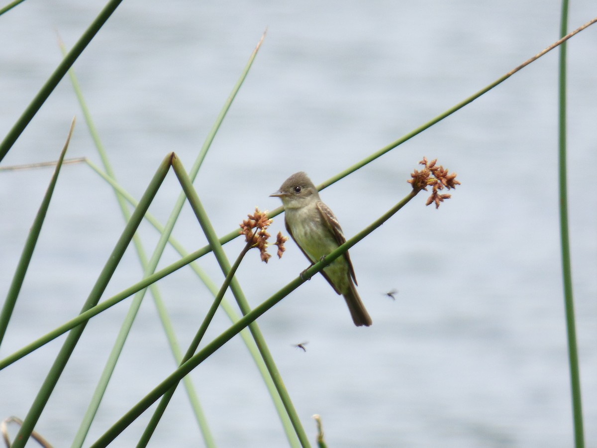 Eastern Wood-Pewee - ML643790460