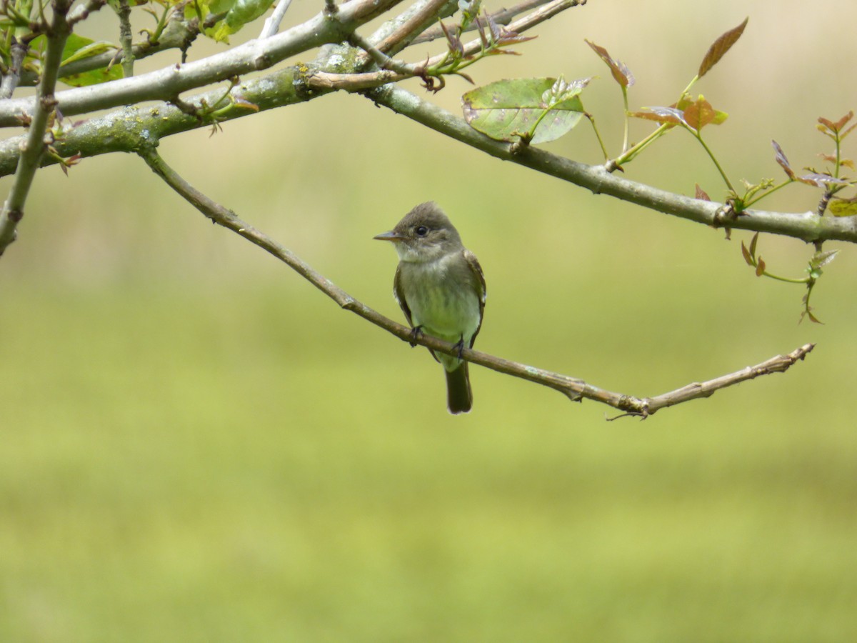Eastern Wood-Pewee - ML643790461