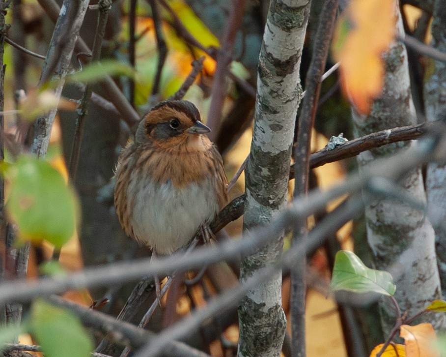 Nelson's Sparrow - ML643790475