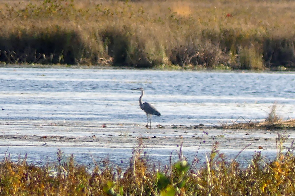 Garza Azulada - ML643790478