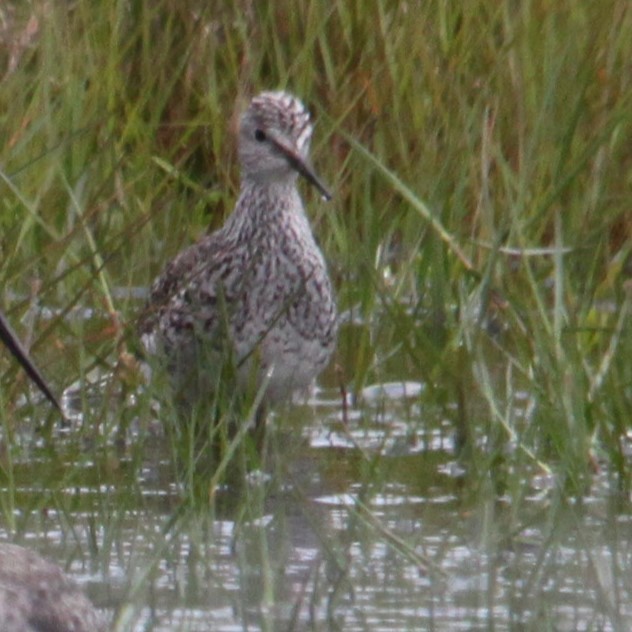 Txirri zankaluzea - ML643790480