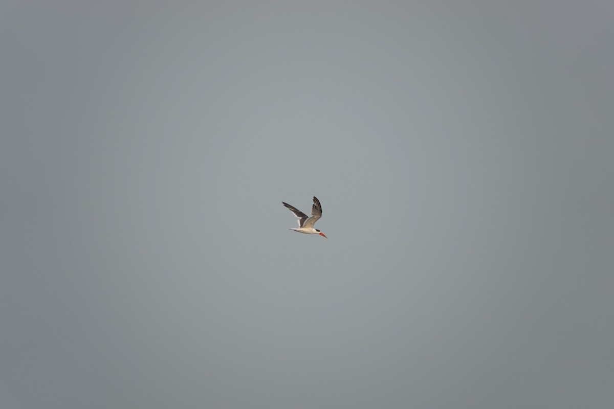 Indian Skimmer - ML643790481