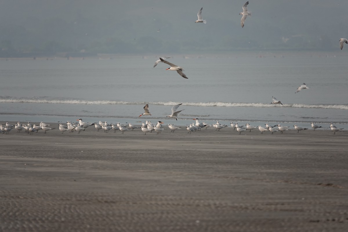 Indian Skimmer - ML643790482