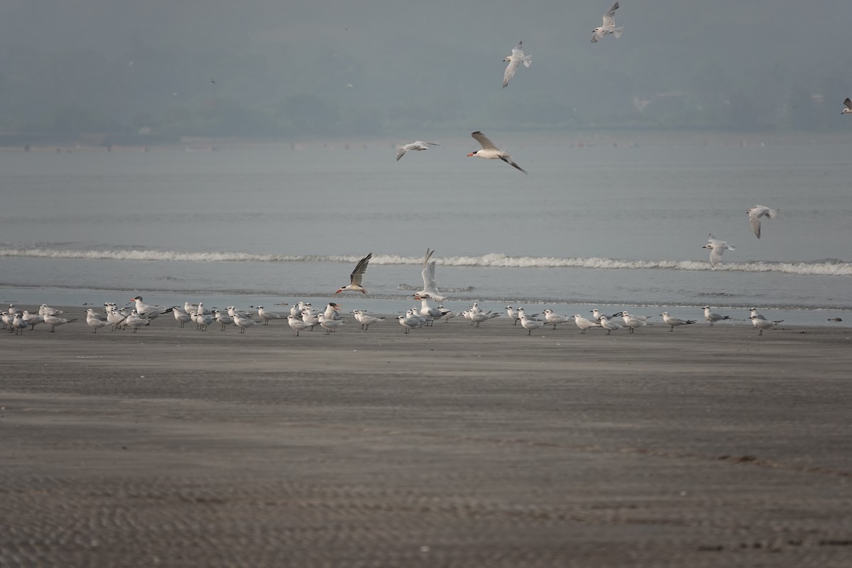 Indian Skimmer - ML643790483