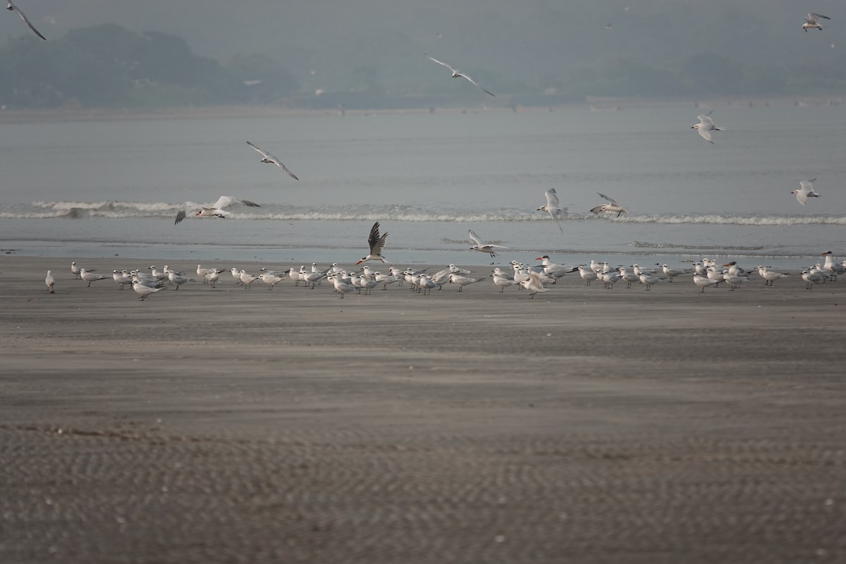 Indian Skimmer - ML643790485