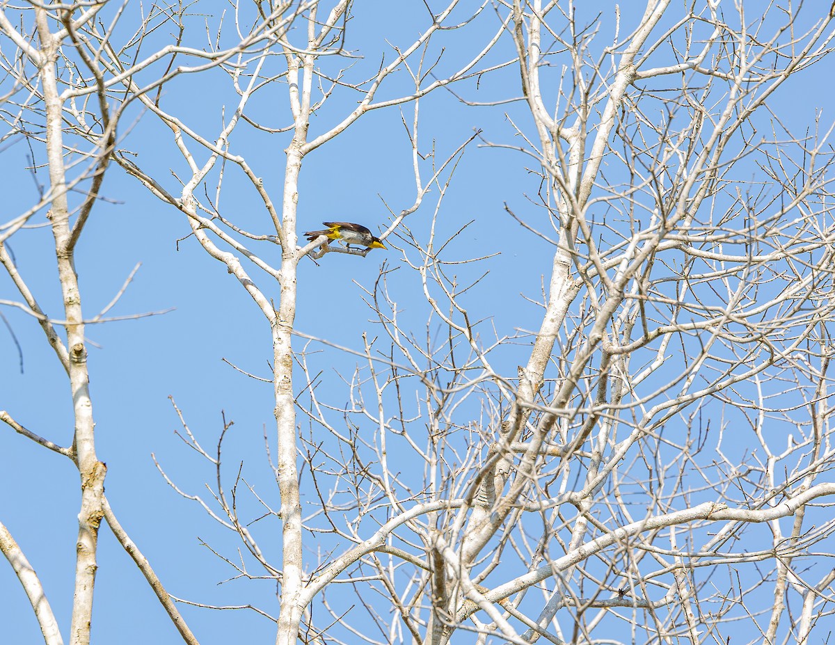 Yellow-backed Tanager - ML643790490