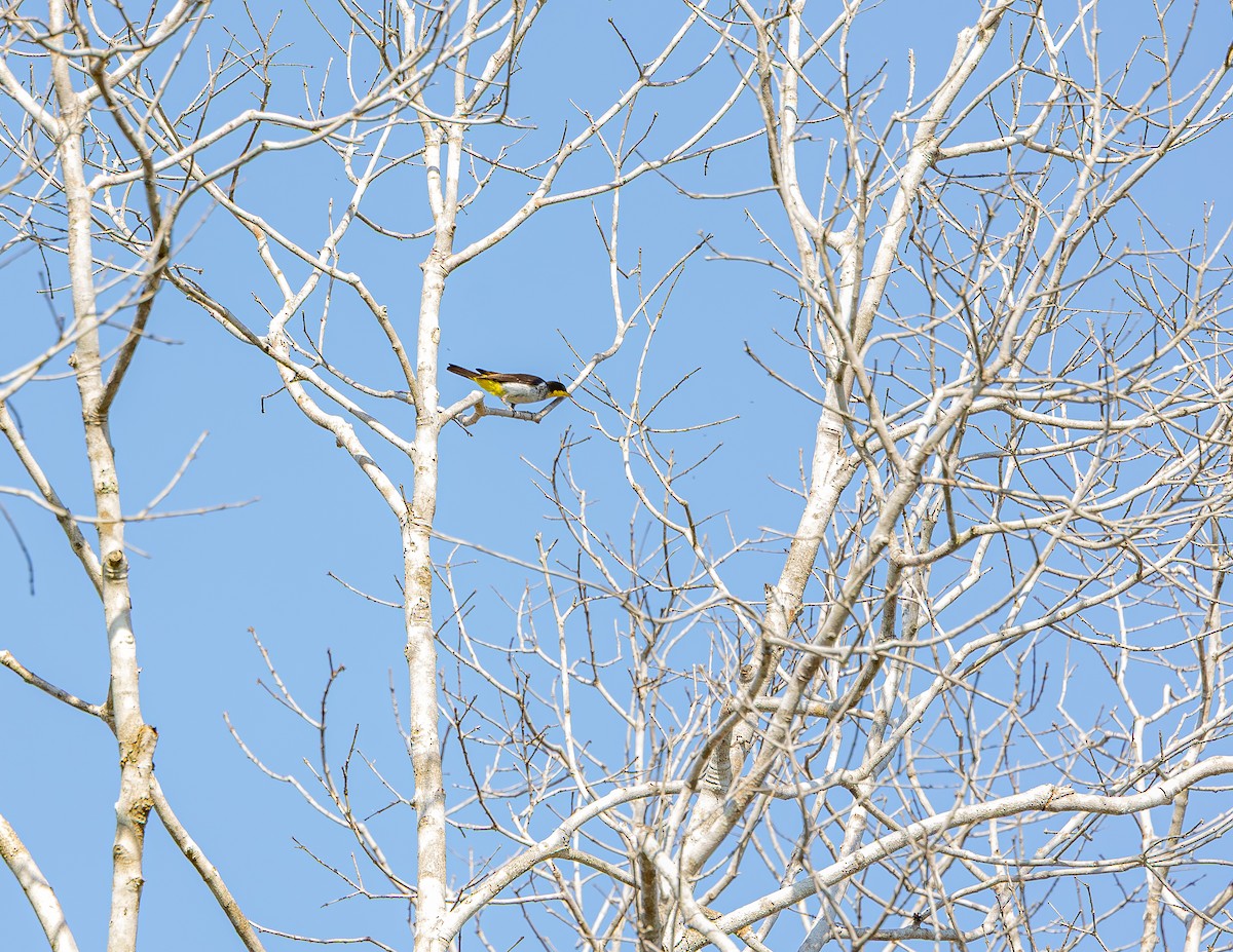 Yellow-backed Tanager - ML643790491
