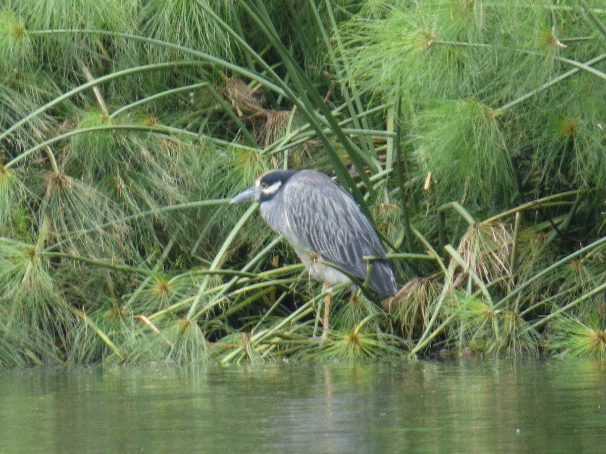 Yellow-crowned Night Heron - ML643790501