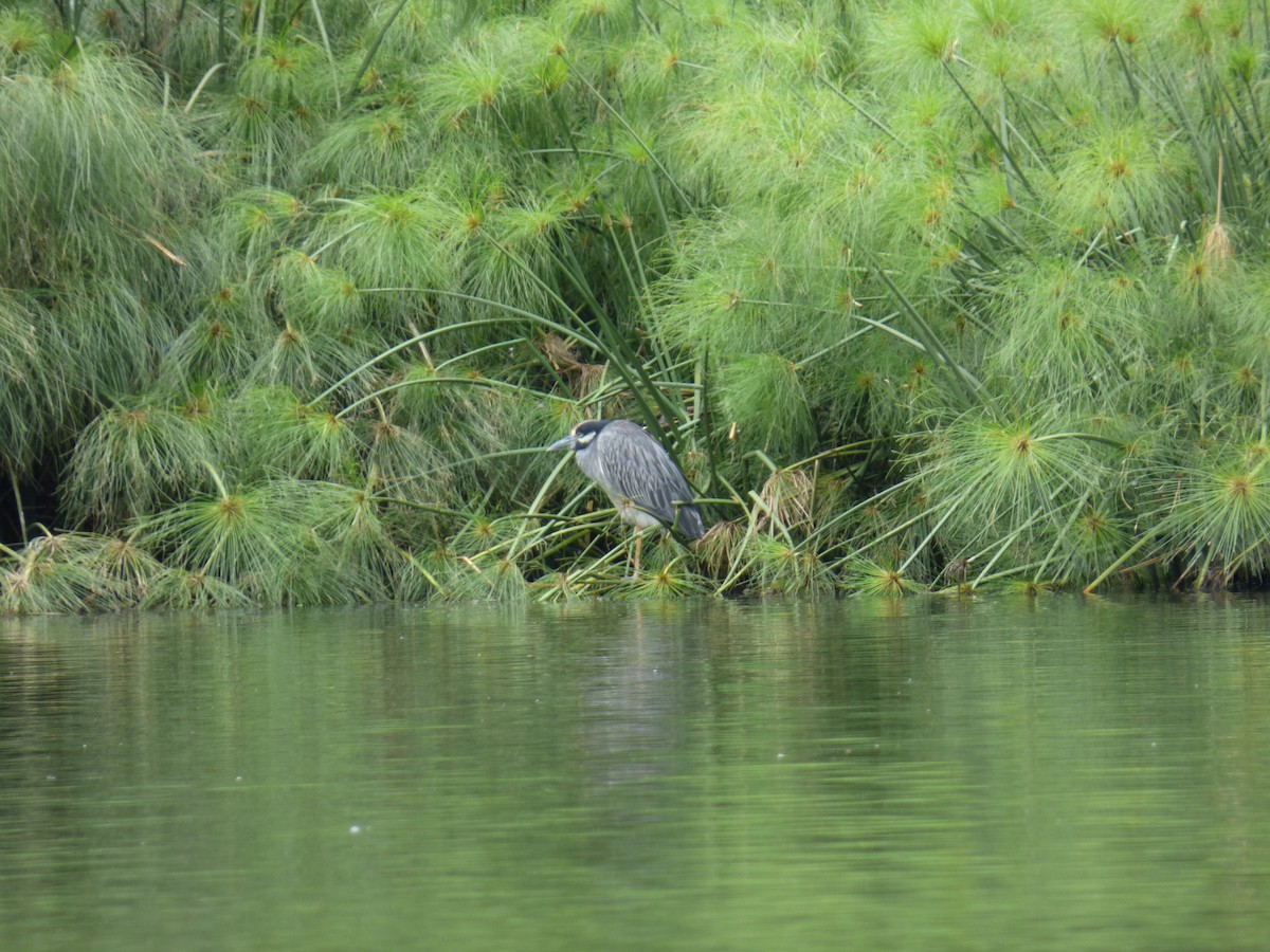 Yellow-crowned Night Heron - ML643790502