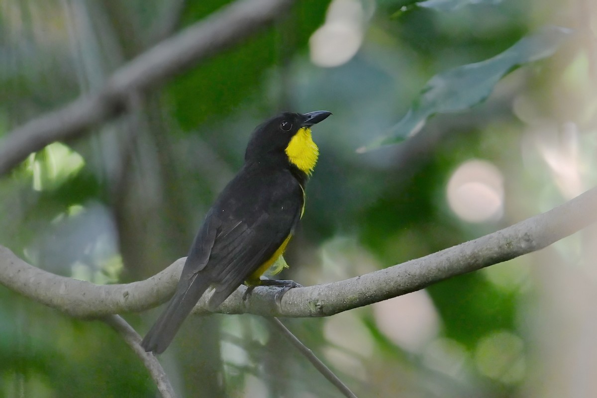Oriole Whistler - ML643790518