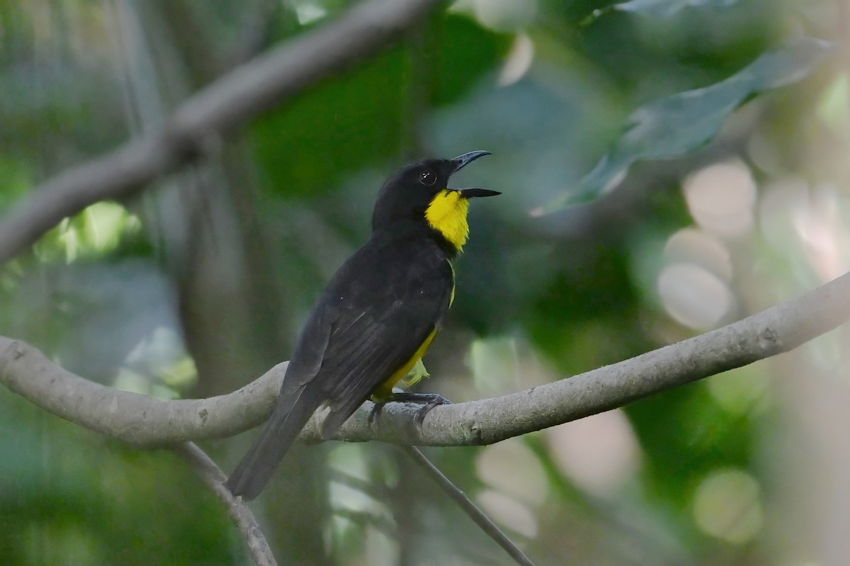 Oriole Whistler - ML643790519