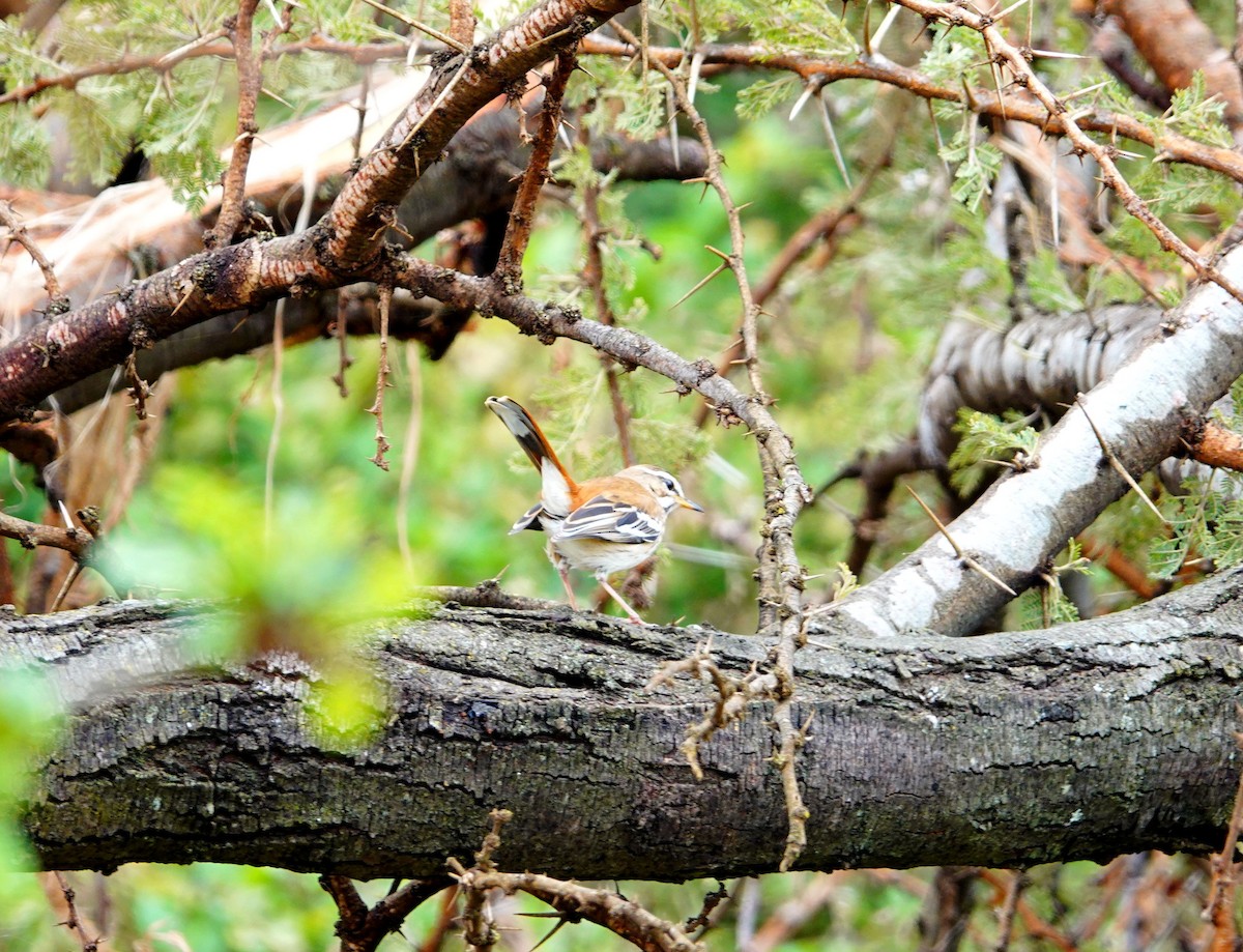 White-browed Scrub-Robin - ML643790520