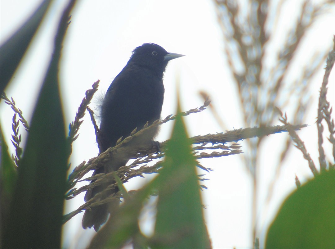 Golden-winged Cacique - ML643790523