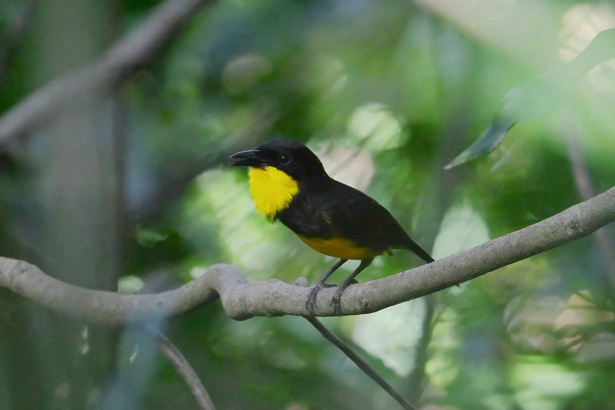 Oriole Whistler - ML643790531