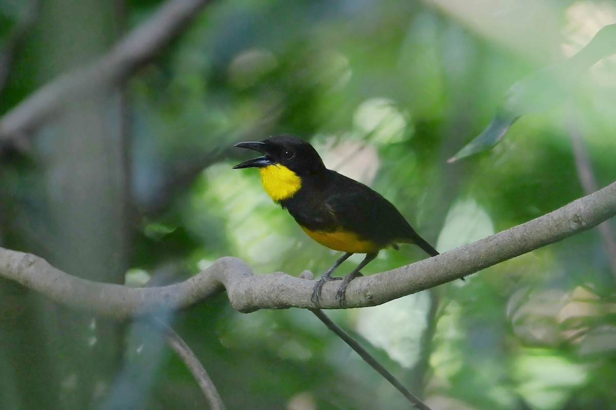 Oriole Whistler - ML643790532