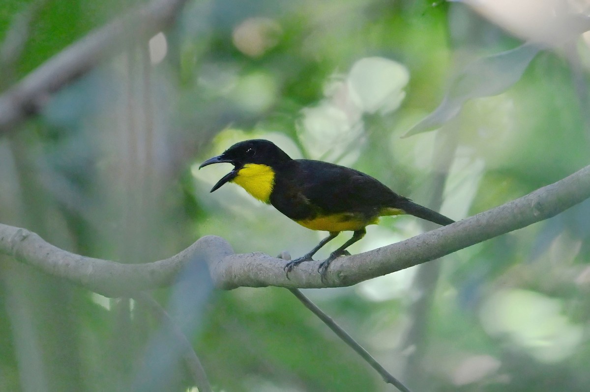 Oriole Whistler - ML643790533