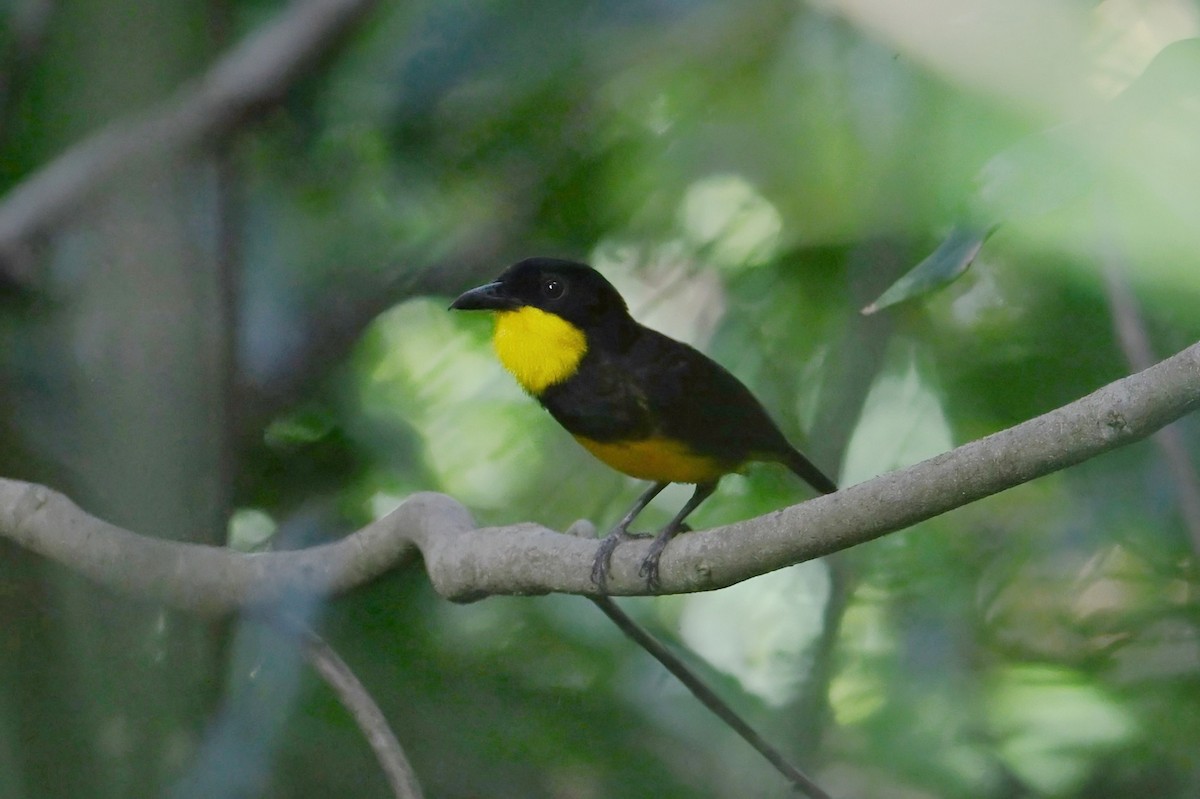 Oriole Whistler - ML643790534