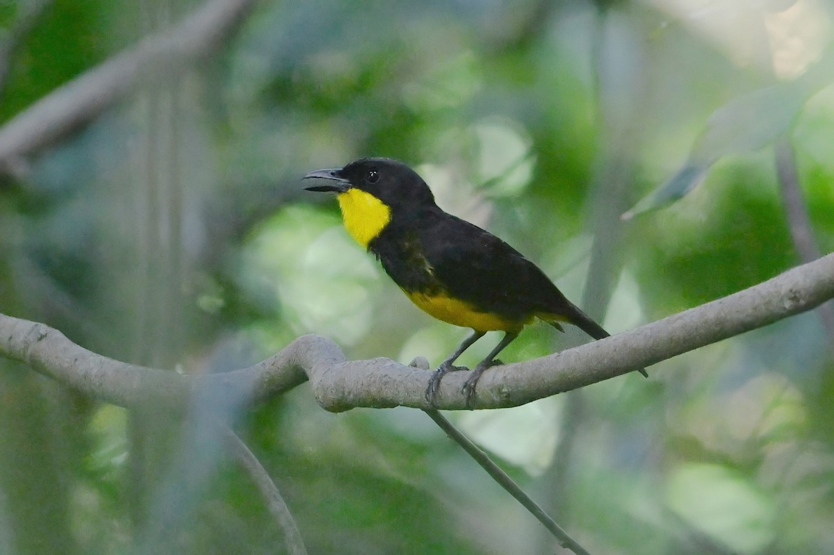 Oriole Whistler - ML643790535