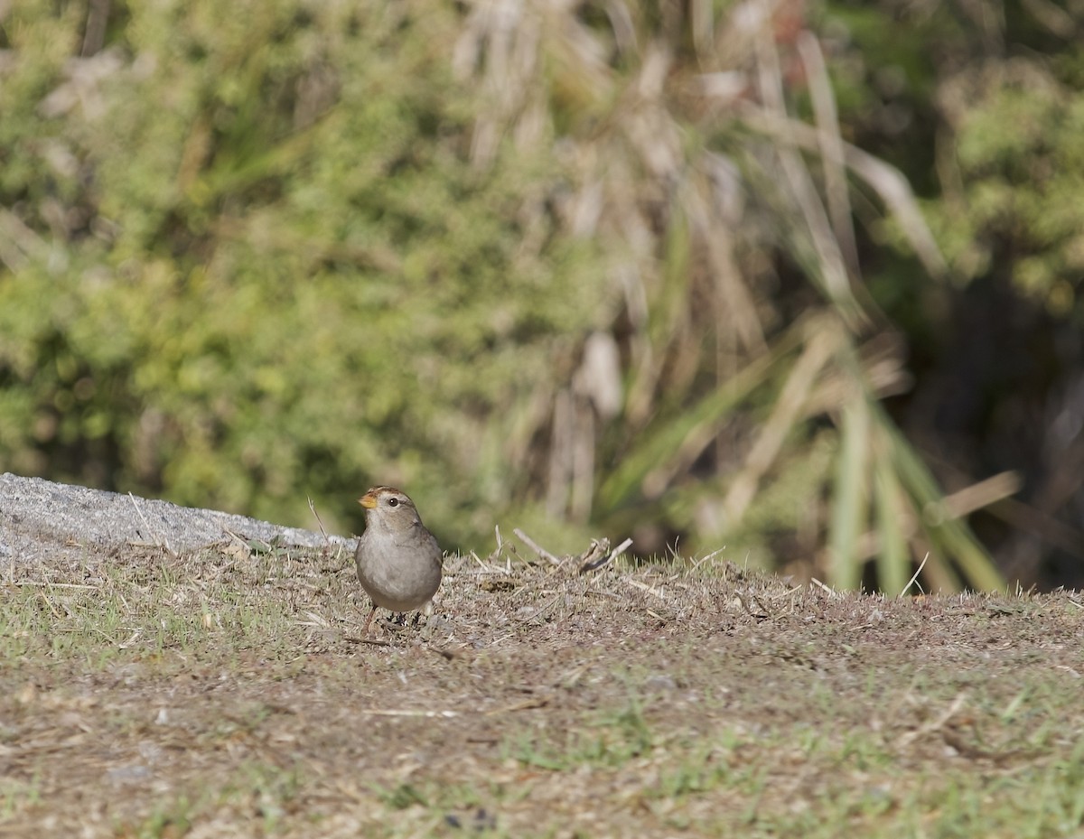 White-crowned Sparrow - ML643790538
