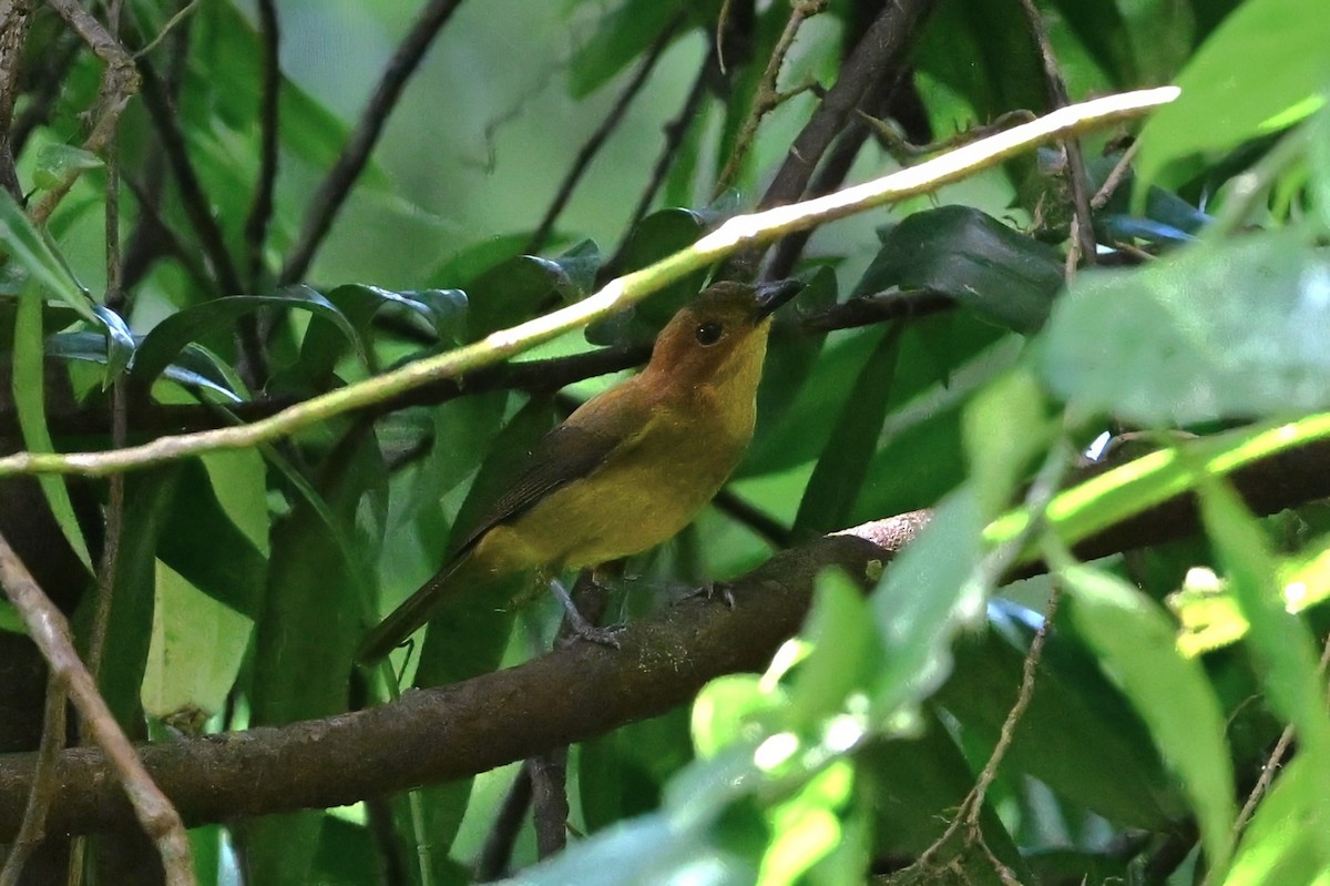 Oriole Whistler - ML643790540