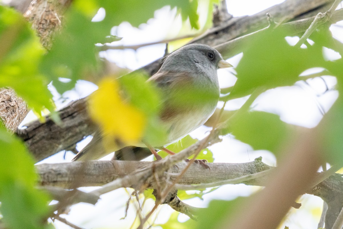 Юнко сірий - ML643790541